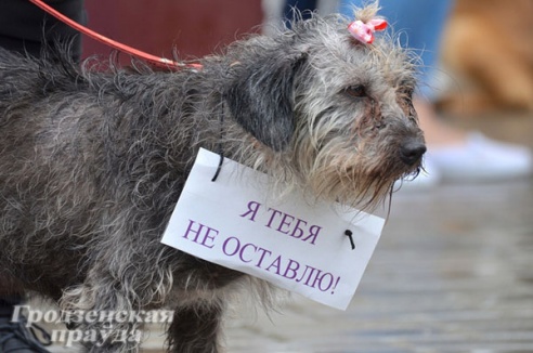 Собачье «дефиле» в Гродно собрало более 4 млн рублей
