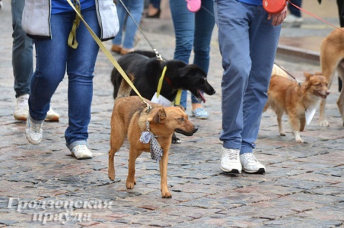Собачье «дефиле» в Гродно собрало более 4 млн рублей