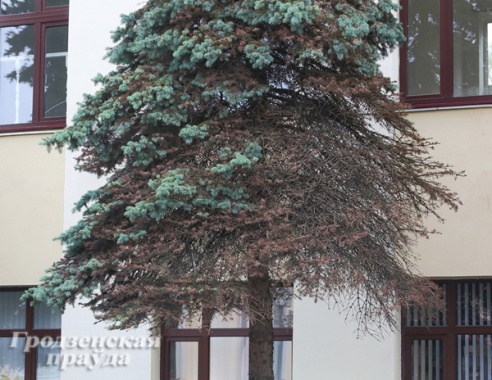 Почему в Гродно сохнут деревья?