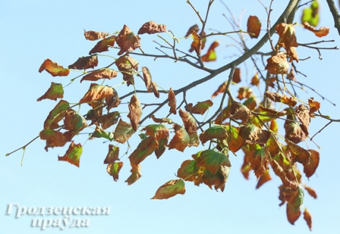 Почему в Гродно сохнут деревья?
