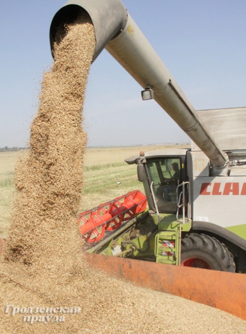 Корреспондент «ГП» провел день в поле и своими глазами увидел, как убирают хлеб