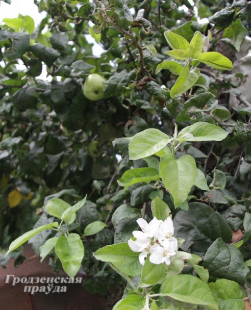 В Гродно в середине августа зацвела яблоня