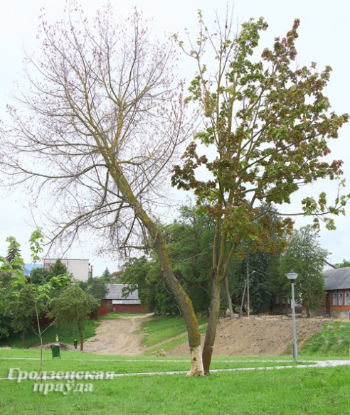 Милиция ищет того, кто подпилил клен в сквере на улице Дзержинского
