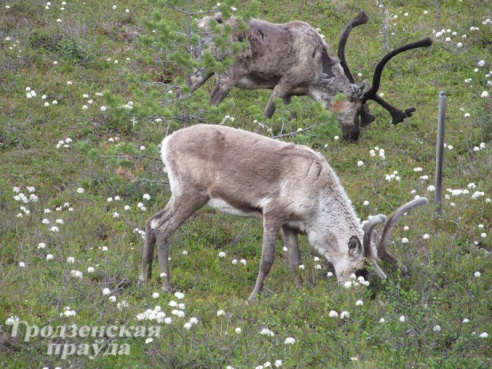66-летний велопутешественник мостовчанин Иосиф Лисай побывал за Полярным кругом