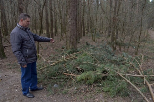 В лесном массиве на улице Томина в Гродно наведут порядок