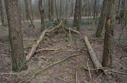 В лесном массиве на улице Томина в Гродно наведут порядок