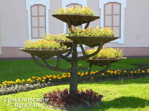 Около миллиона цветов украсят Гродно нынешним летом