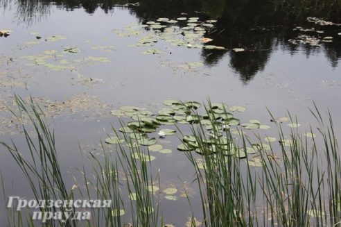 На Зельвенское водохранилище приезжают отдыхать белорусы, россияне и даже американцы