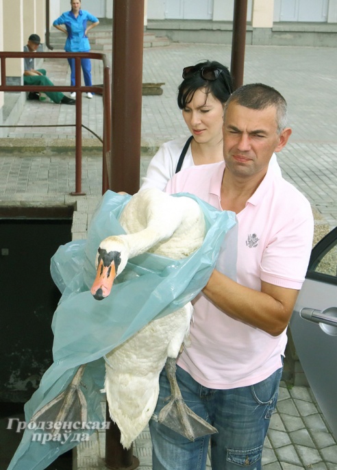 Птичку жалко, Или Как мы спасали величественного лебедя-шипуна