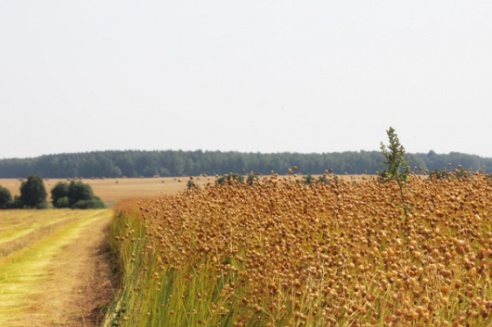 «Самое главное в сельском хозяйстве — доведенная до ума технология», — вице-премьер Михаил Русый посетил льняную страду ОАО «Кореличи-Лен»