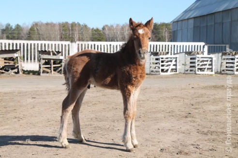 Мобильная группа облисполкома побывала в Калинковичском районе