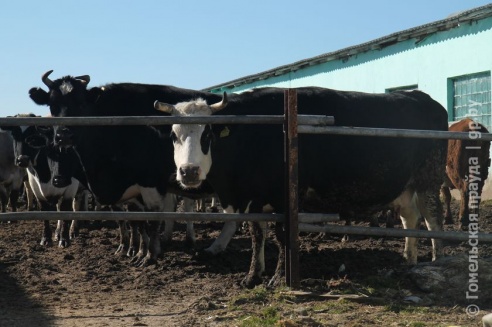 Мобильная группа облисполкома побывала в Калинковичском районе