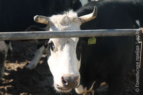 Мобильная группа облисполкома побывала в Калинковичском районе