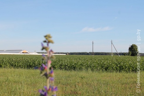 В деревне Дуброва школьникам предоставили возможность заработать во время летних каникул