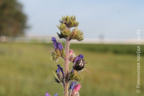 В деревне Дуброва школьникам предоставили возможность заработать во время летних каникул
