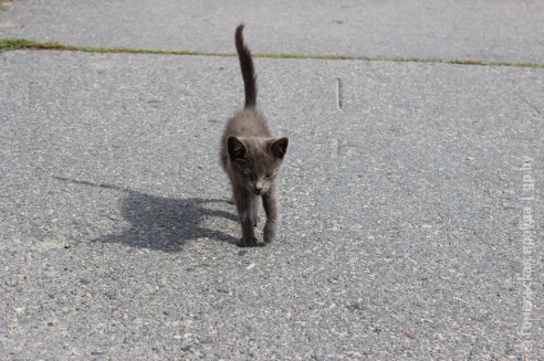 Один день в Хойникском районе