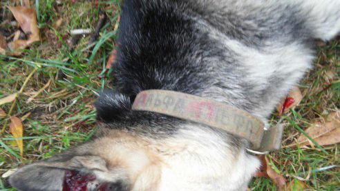 В УВД прокомментировали случай в Речице, когда милиционер застрелил собаку