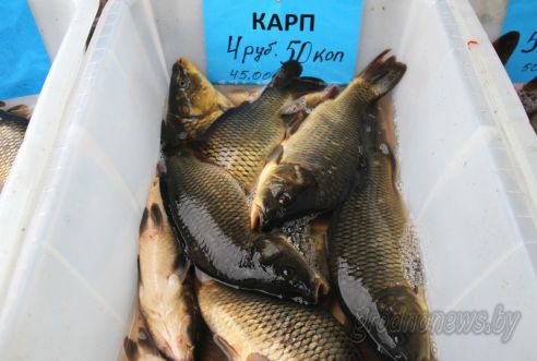 Рыбный день: в Гродно прошла рыбная ярмарка