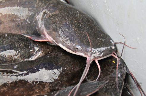 Рыбный день: в Гродно прошла рыбная ярмарка