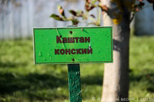 На Ошмянщине появился минидендросад