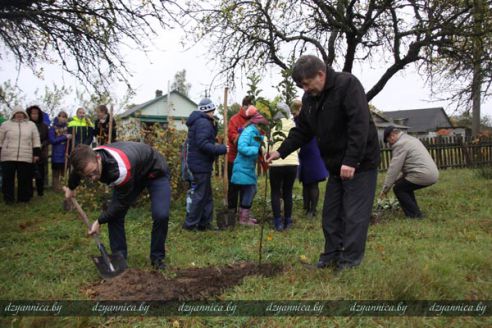 В честь Всемирного дня учителя в Гродненской области заложили семь яблоневых садов (ДОПОЛНЕНО)