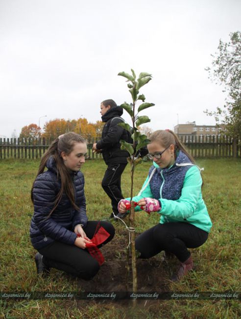 В честь Всемирного дня учителя в Гродненской области заложили семь яблоневых садов (ДОПОЛНЕНО)