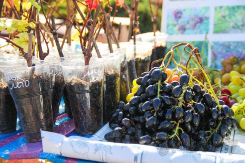 Продуктовое разнообразие: в Гродно прошла традиционная ярмарка «Золотая осень»