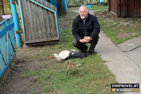 Супруги Завадские из Речицы спасли и выходили аистёнка Бусю, выпавшего из гнезда, и теперь ищут ему постоянный дом