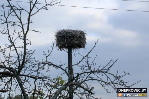 Супруги Завадские из Речицы спасли и выходили аистёнка Бусю, выпавшего из гнезда, и теперь ищут ему постоянный дом