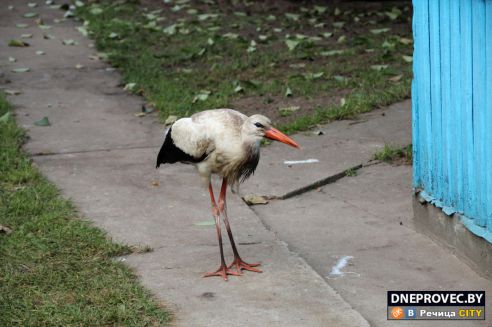 Супруги Завадские из Речицы спасли и выходили аистёнка Бусю, выпавшего из гнезда, и теперь ищут ему постоянный дом