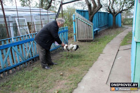 Супруги Завадские из Речицы спасли и выходили аистёнка Бусю, выпавшего из гнезда, и теперь ищут ему постоянный дом