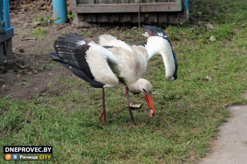 Супруги Завадские из Речицы спасли и выходили аистёнка Бусю, выпавшего из гнезда, и теперь ищут ему постоянный дом