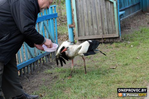Супруги Завадские из Речицы спасли и выходили аистёнка Бусю, выпавшего из гнезда, и теперь ищут ему постоянный дом