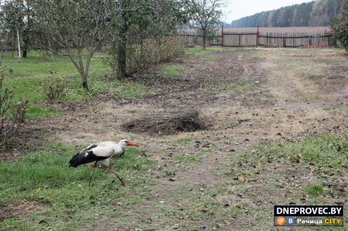 Супруги Завадские из Речицы спасли и выходили аистёнка Бусю, выпавшего из гнезда, и теперь ищут ему постоянный дом