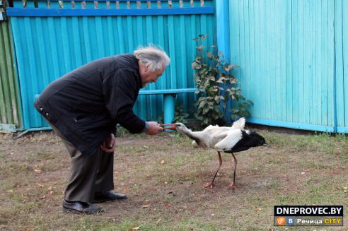 Супруги Завадские из Речицы спасли и выходили аистёнка Бусю, выпавшего из гнезда, и теперь ищут ему постоянный дом