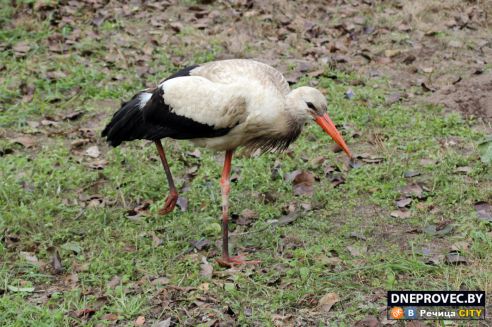 Супруги Завадские из Речицы спасли и выходили аистёнка Бусю, выпавшего из гнезда, и теперь ищут ему постоянный дом