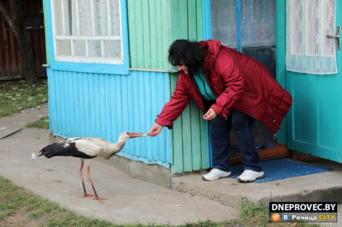 Супруги Завадские из Речицы спасли и выходили аистёнка Бусю, выпавшего из гнезда, и теперь ищут ему постоянный дом