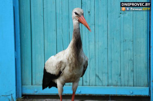 Супруги Завадские из Речицы спасли и выходили аистёнка Бусю, выпавшего из гнезда, и теперь ищут ему постоянный дом