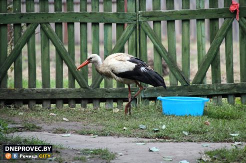 Супруги Завадские из Речицы спасли и выходили аистёнка Бусю, выпавшего из гнезда, и теперь ищут ему постоянный дом