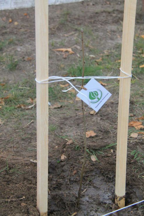 Пионеры посадили рябиновую аллею в честь 73-летия освобождения Хойникского района