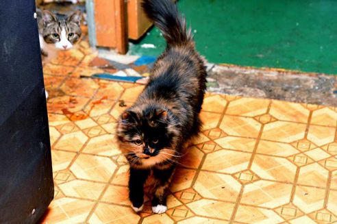 В Гомеле одинокую кошатницу нашли мёртвой в собственной квартире