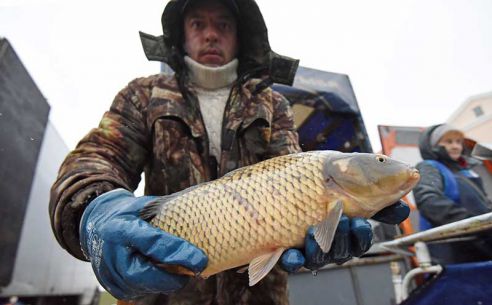 Ёлки, куры, мандарины и крымский чеснок. Узнали что почём на главной городской ярмарке