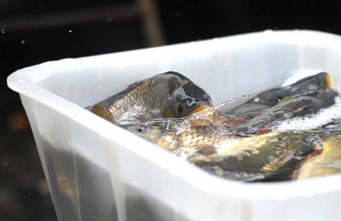 Ёлки, куры, мандарины и крымский чеснок. Узнали что почём на главной городской ярмарке