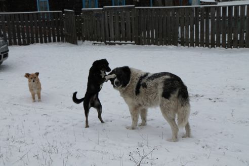 Живут на хуторе и горя не знают