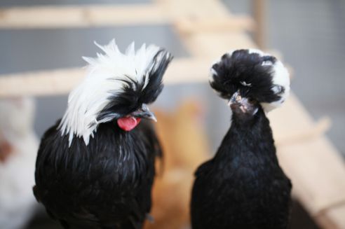 Культурный «оливье». Куда сходить в новогодние праздники