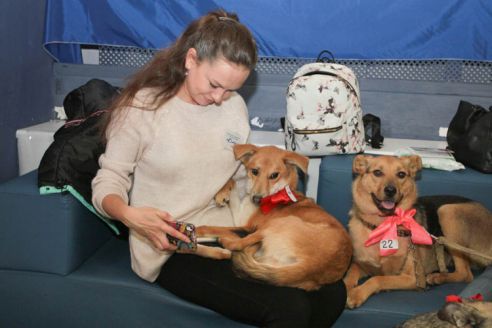 Гомельские волонтёры предлагают налог на собак расходовать на стерилизацию бродячих животных