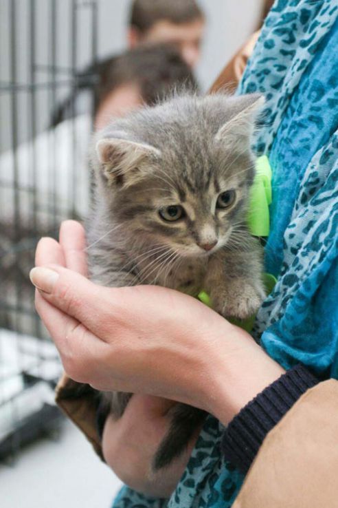 Гомельские волонтёры предлагают налог на собак расходовать на стерилизацию бродячих животных