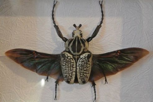 День влюблённых, тайны насекомых и детское творчество. Какую культурную программу выбрать в ближайшие дни