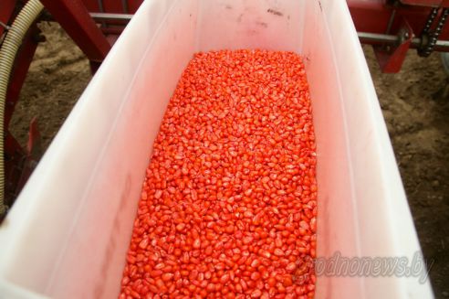 На Гродненщине засеяно 38 процентов площадей, отведенных под яровые культуры