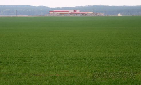 На Гродненщине засеяно 38 процентов площадей, отведенных под яровые культуры